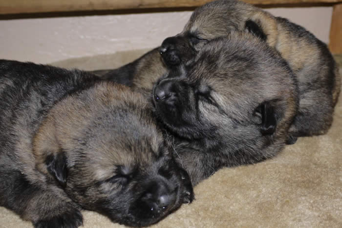 German Shepherd puppy training, socializing, crate training, how to be a handler to your puppy, potty training, house breaking, barking, and jumping are easy to teach or fix.