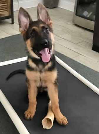As put by one of our customers; …It is an amazing thing to come across such good people who love their jobs and provide such high quality service… Here are a few boarding, kennel, training, and German Shepherd dogs testimonials, referrals, and recommendations