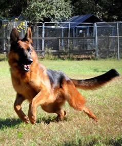 Best guard dog EVER!  Hatto Potatto eenie meenie matto!