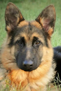 What to look for in a German Shepherd Dog?  Call us – we can help you with your search for your new family member.