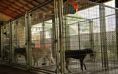 Kennel run protected from the weather with outdoor fans and a misting system