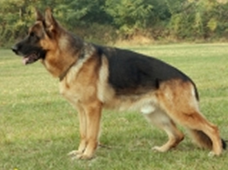 So many beautiful adult German Shepherd Dogs have crossed our path.  Many with show ring or field trial credentials - to finish off their lives with their perfect family.