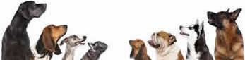Great Dane, Beagle, Grey Hound, Dachshund, Bully, Husky and German Shepherd are boarded here in St. Augustine.  MBB003