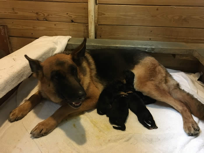 German Shepherd Puppy Litters can grow up to become loyal, loving, faithful, courageous, protective companions for the entire family.