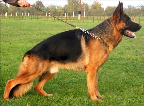 So many beautiful adult German Shepherd Dogs have crossed our path.  Many with show ring or field trial credentials - to finish off their lives with their perfect family.