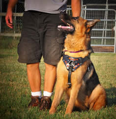 We assist so many veterans and tend to get emotionally involved with these owners and their handler training.
