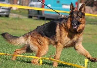 Urma was one of the best German Shepherds living at our boarding and training kennel.  His temperament was fantastic.