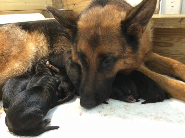 German Shepherd Puppy Litters can grow up to become loyal, loving, faithful, courageous, protective companions for the entire family.  We raise and sell Top Dog quality German Shepherds with World Champion Bloodlines.  Learn more today!