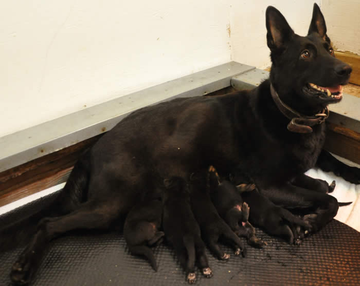 German Shepherd Puppy Litters can grow up to become loyal, loving, faithful, courageous, protective companions for the entire family.  We raise and sell Top Dog quality German Shepherds with World Champion Bloodlines.  Learn more today!