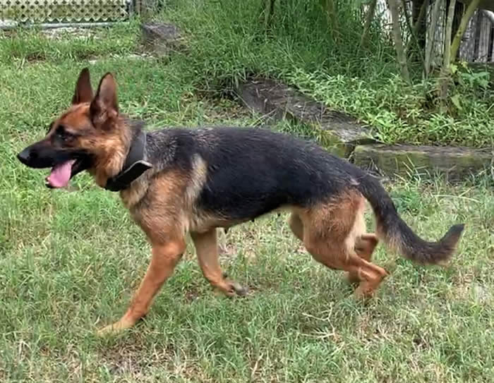 German Shepherd Puppies, Boarding, Training, Kennel, Puppies for sale, Service Dog Training, Obedience Training, Crate Training, Potty Training, German Shepherd Puppy Litters can grow up to become loyal, loving, faithful, courageous, protective companions for the entire family.