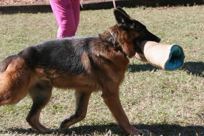 Urma was one of the best German Shepherds living at our boarding and training kennel.  His temperament was fantastic and his looks were to die for.  What a wonderful pet he was – to everyone.