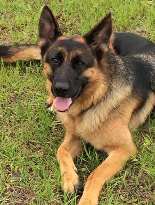 As put by one of our customers; …It is an amazing thing to come across such good people who love their jobs and provide such high quality service… Here are a few boarding, kennel, training, and German Shepherd dogs testimonials, referrals, and recommendations.