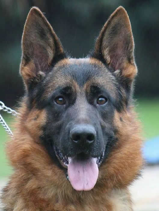European showline quality German Shepherd adult dogs in breeding program and for sale.  HL001