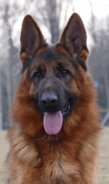 European showline quality German Shepherd adult dogs in breeding program and for sale.  HL003