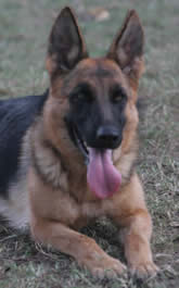 European show line quality adult German Shepherd Dogs in breeding program and for sale.  