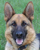 Popular comments about our German Shepherds; we strive to generate a bright, rich black and red color as often seen clearly in our library of headshot photos and an animated enthusiastic movement in our TOP DOGS.