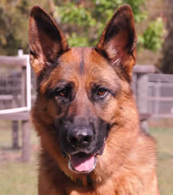 Popular comments about our German Shepherds; we strive to generate a bright, rich black and red color and an animated enthusiastic movement in our TOP DOGS.