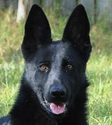 Popular comments about our German Shepherds; we strive to generate a bright, rich black and red color as often seen clearly in our library of headshot photos and an animated enthusiastic movement in our TOP DOGS.