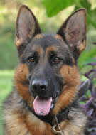 What to look for in a German Shepherd Dog?  Call us – we can help you with your search for your new family member.