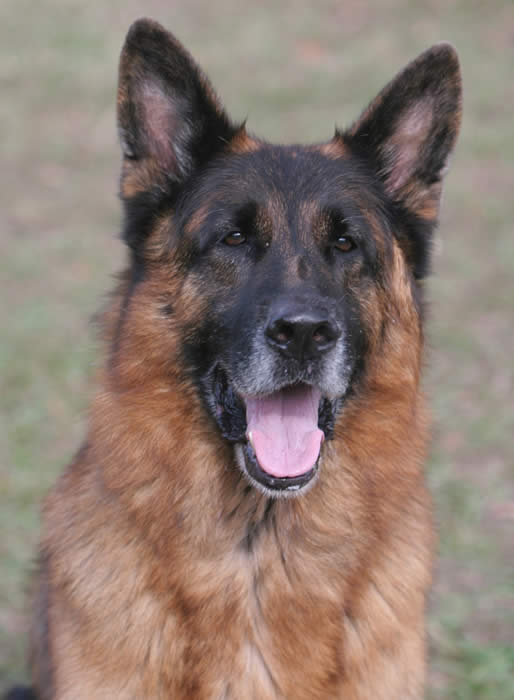 Urma was one of the best German Shepherds living at our boarding and training kennel.  His temperament was fantastic and his looks were to die for.  What a wonderful pet he was – to everyone.