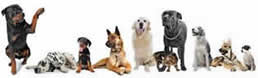 Rottweiler, Dalmatian, Hound Dog, Malinois, Golden Retriever, and Bird Dogs are pictured as boarding possibilities.  MBB002