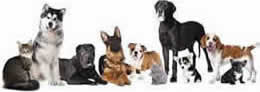 Puppy boarding, dog boarding, cat boarding and many different training packages right here in St. Augustine FL.  