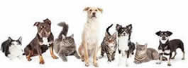 Image result for all breeds all sizesLong hair and short hair dog and cat boarding here in St. Augustine FL.