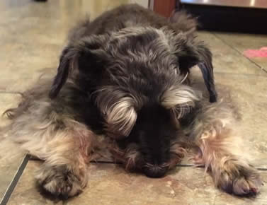 Our hearts miss this little schnauzer!  She may have been small but she handled the shepherds like she was the biggest one of all!