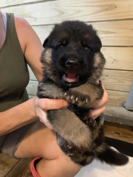 German Shepherd puppy training, socializing, crate training, how to be a handler to your puppy, potty training, house breaking, barking, and jumping are easy to teach or fix.
